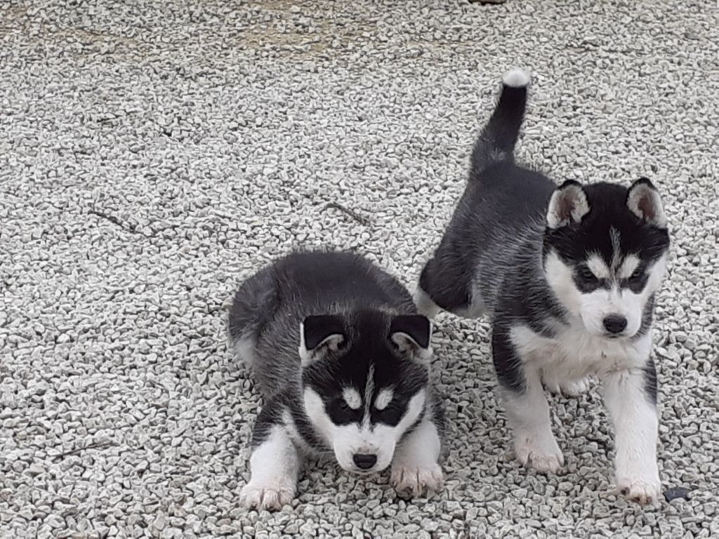 Des Vents De La Toundra - Siberian Husky - Portée née le 27/01/2020