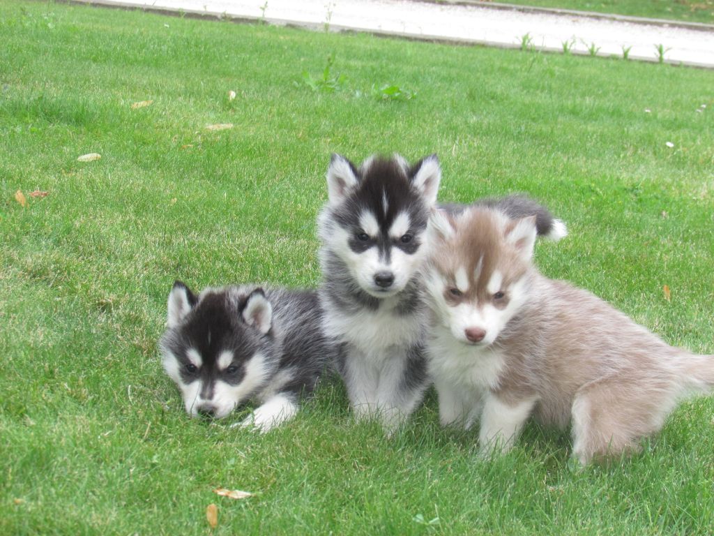 Des Vents De La Toundra - Siberian Husky - Portée née le 15/05/2019