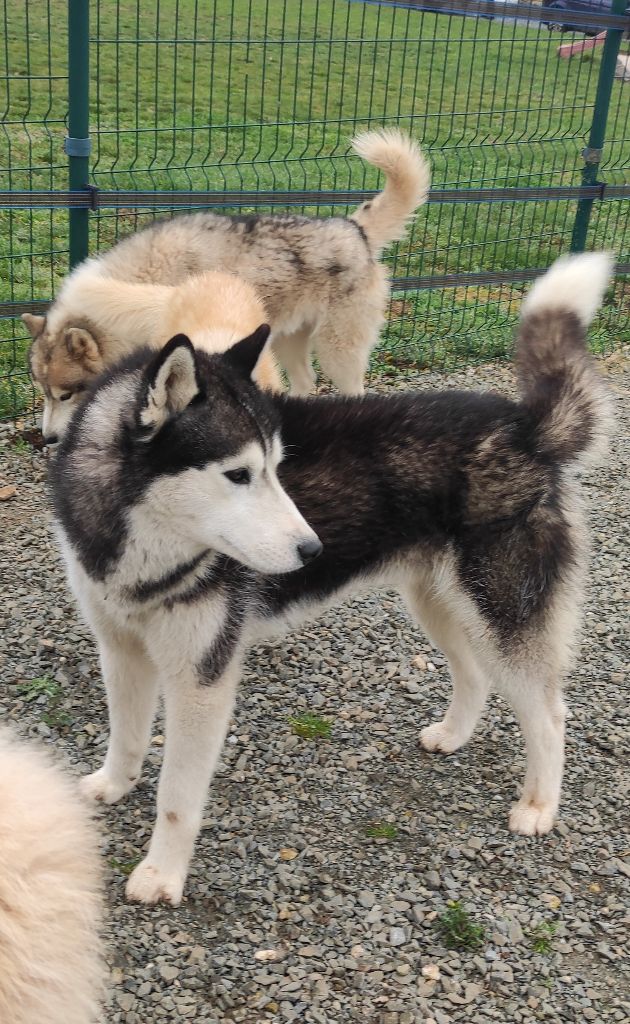 Des Vents De La Toundra - Chiot disponible  - Siberian Husky