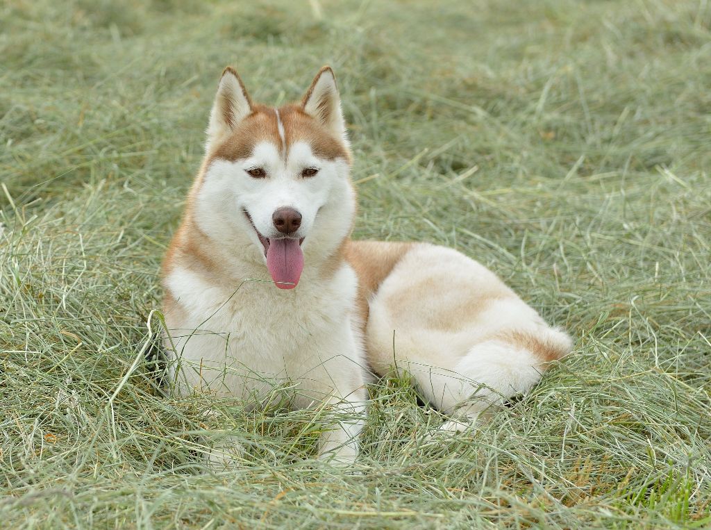 Eylanka amber snow De la vallee de morava