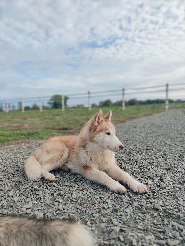 Des Vents De La Toundra - Siberian Husky - Portée née le 07/05/2022